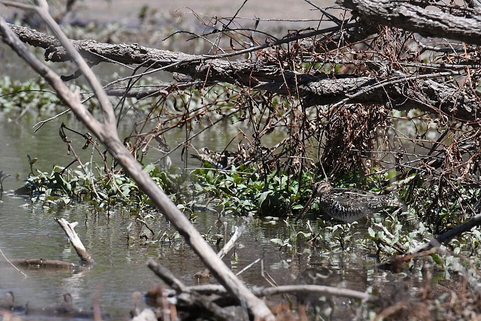 Wilson's snipe Patagonia Lake 4.12.22 DSC 9402.jpg by lwolfartist is licensed under CC 2.0